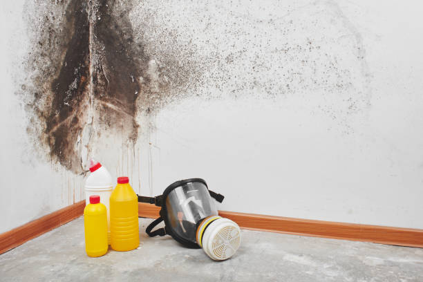 Best Insurance-Related Mold Remediation in Lincolnton, GA