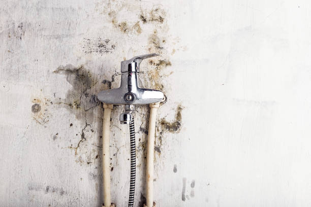Best Emergency Mold Remediation in Lincolnton, GA