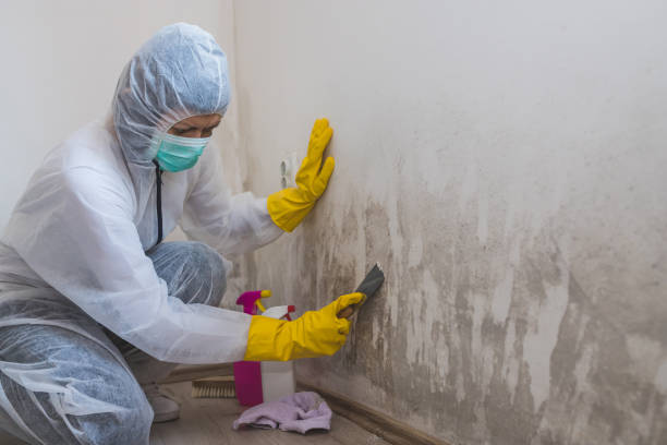 Trusted Lincolnton, GA Mold Remediation Experts