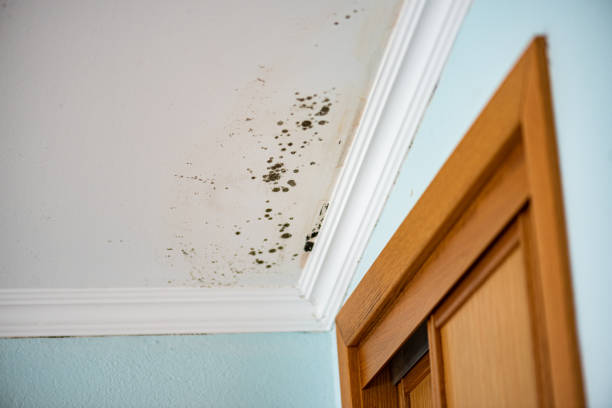 Best Bathroom Mold Remediation in Lincolnton, GA
