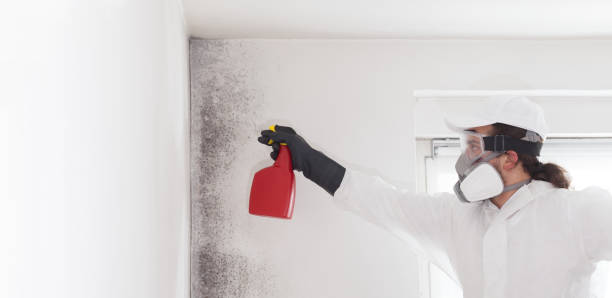 Professional Mold Remediation in Lincolnton, GA